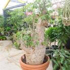 一个苗木商的微商梦，让苗农们大开眼界