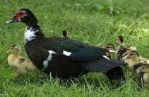 十大高收益养殖项目揭秘！想赚钱的你，绝不能错过这个致富良机！